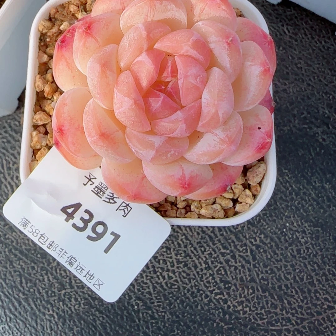 美心，4391多肉植物