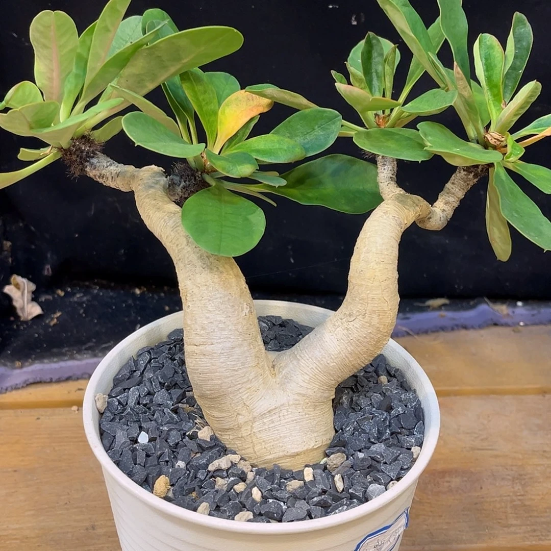 潮流植物 象鼻大戟