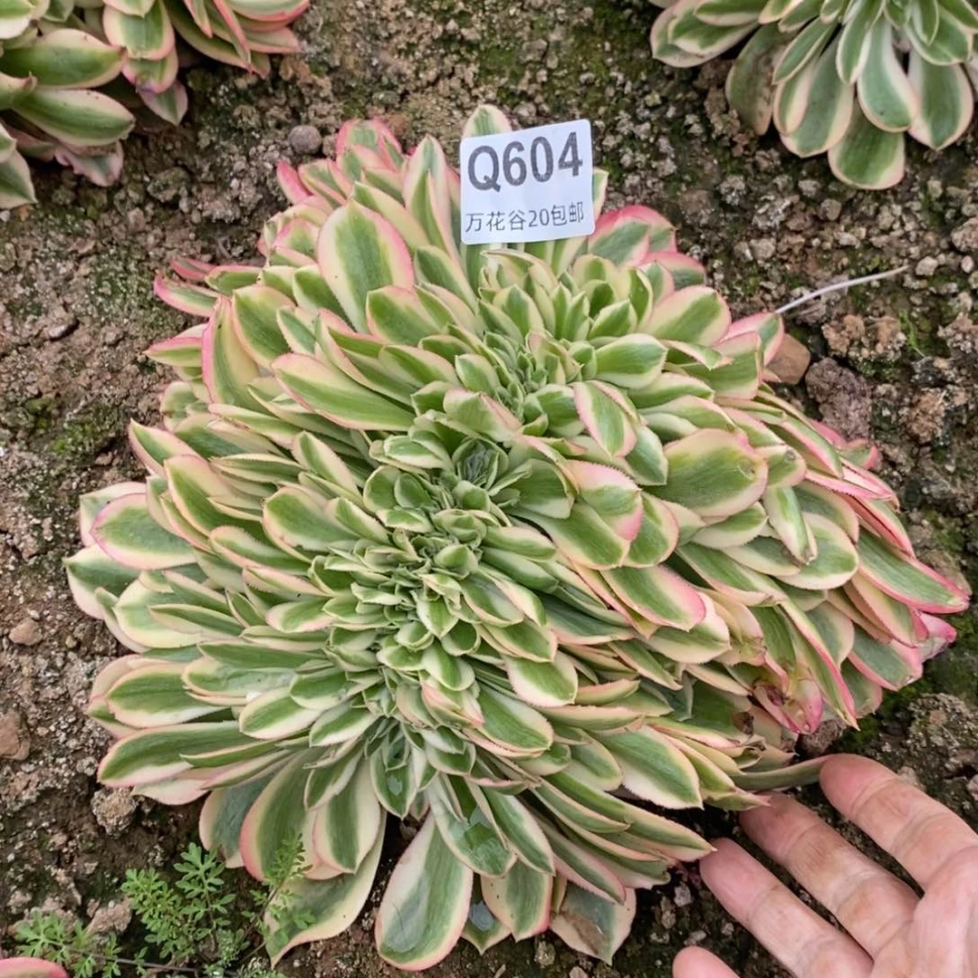 604女巫缀多肉植物