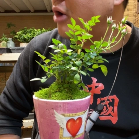 红陶一物一拍所见即所得130