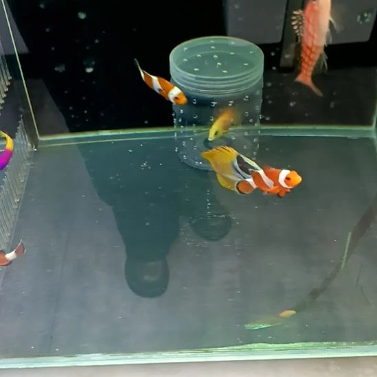 黄草莓海水鱼一条