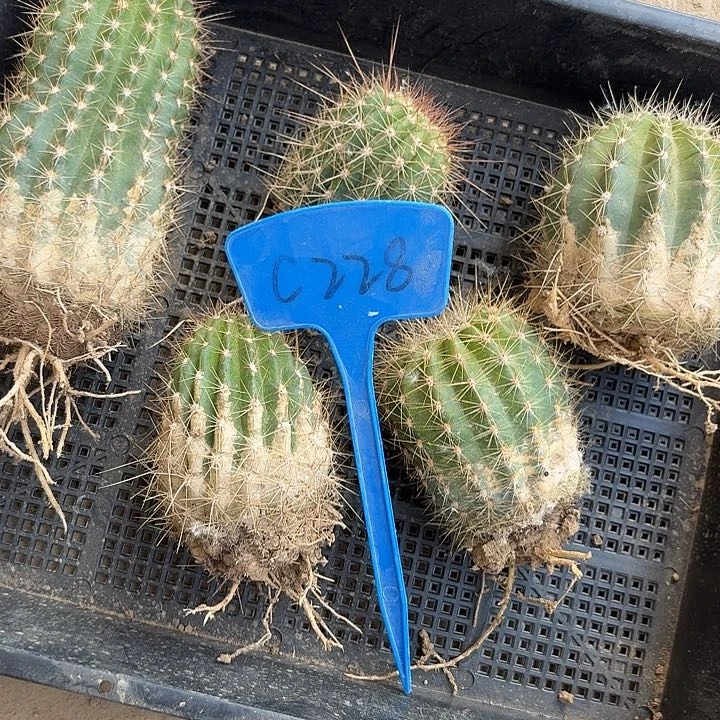 徘*?C228,混色毛花柱5颗瑕疵