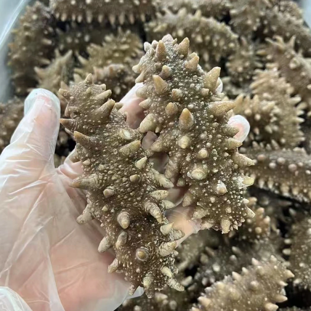 大连高品质深海鲜食海参肉质Q弹劲道可口