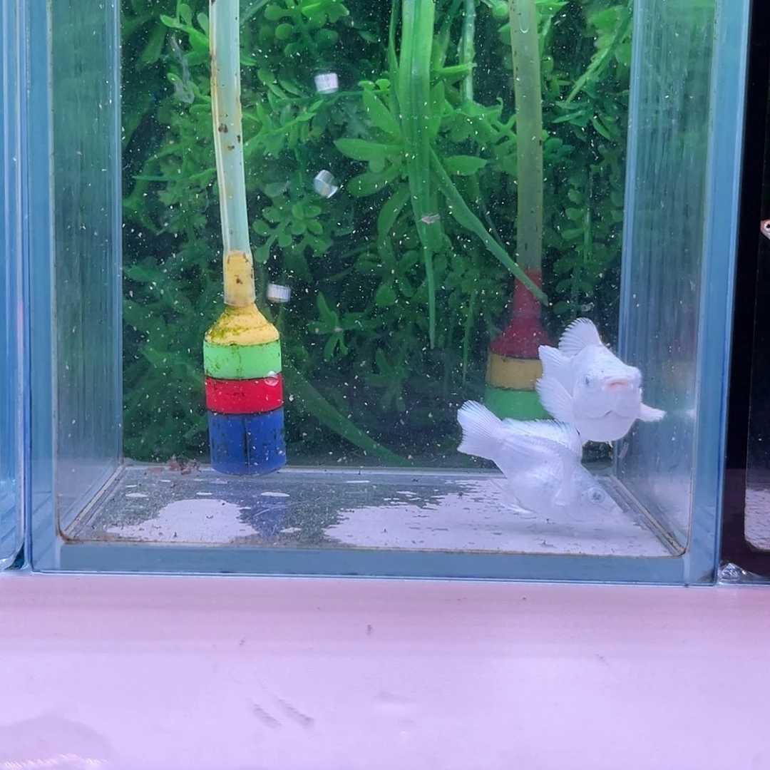 黑玛丽鱼224号玛丽1对