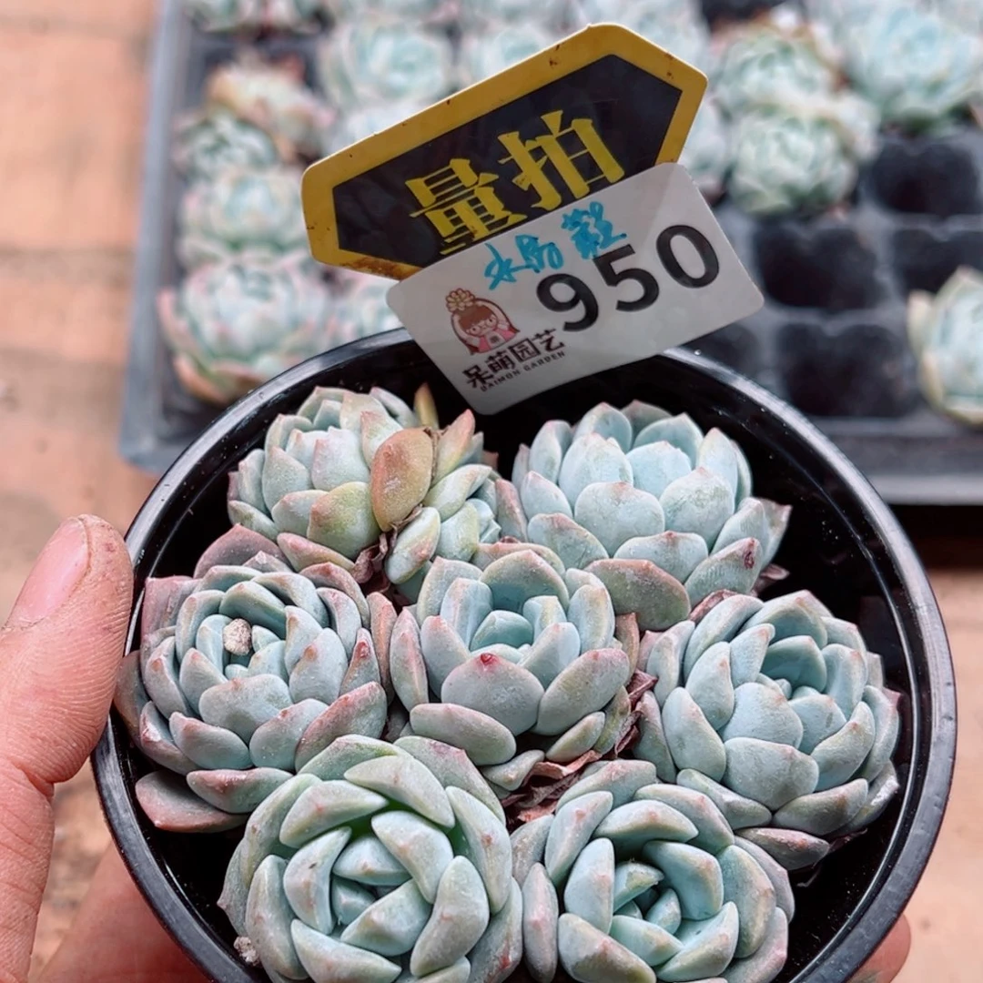 多肉植物多肉植物