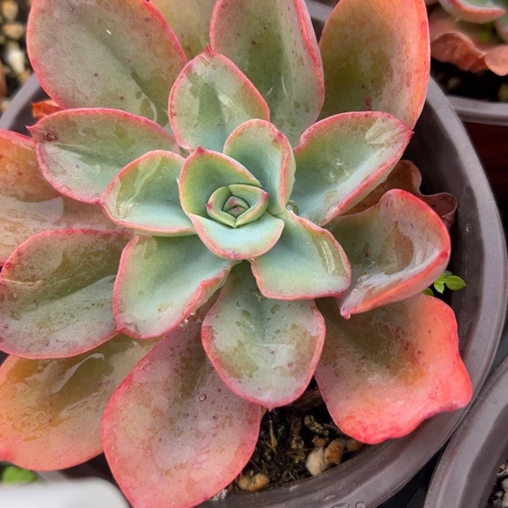 不知名多肉植物多肉植物