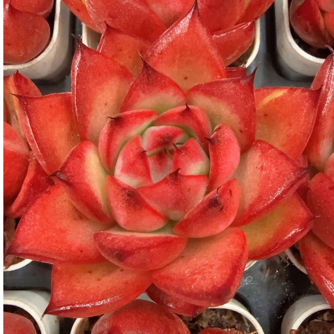 50#吸光玛利亚单头（4-6cm）脱土