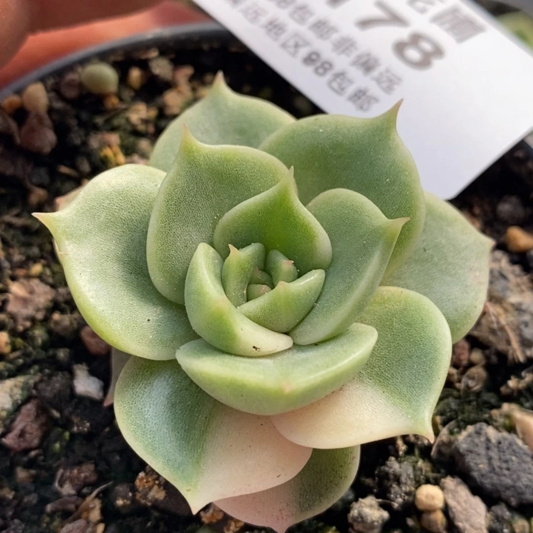 178贝加尔湖锦 小方花圃一物一拍