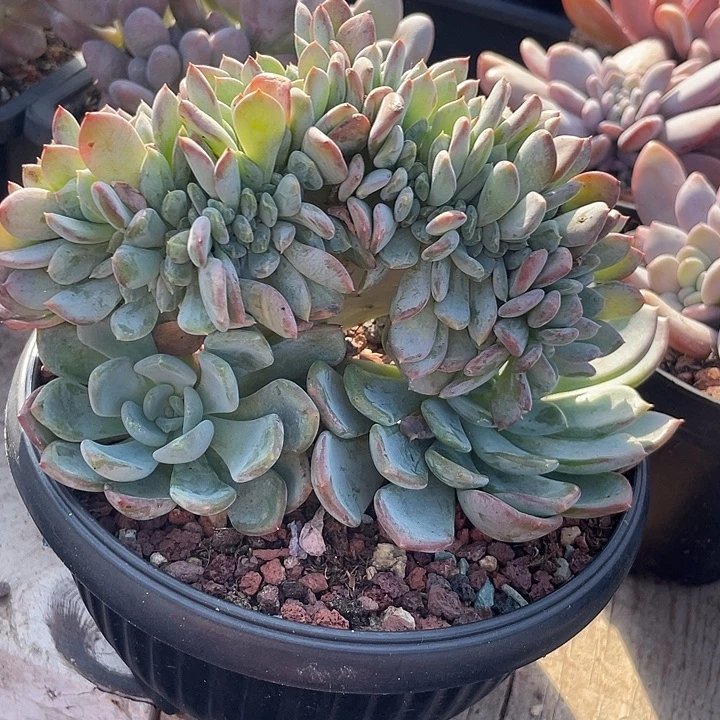 玛瑙缀化多肉植物