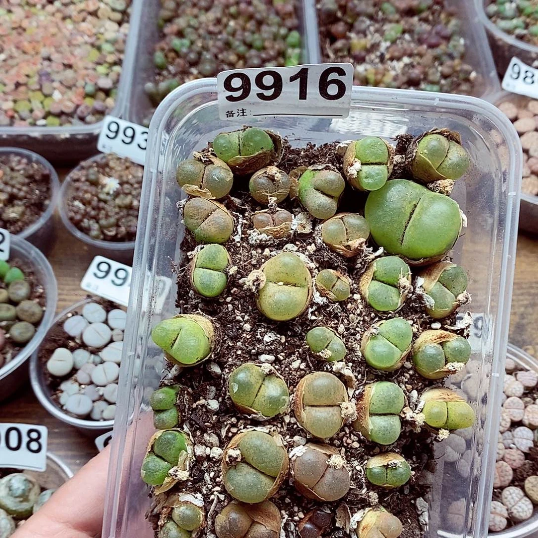 9916你啦啦啦啦来