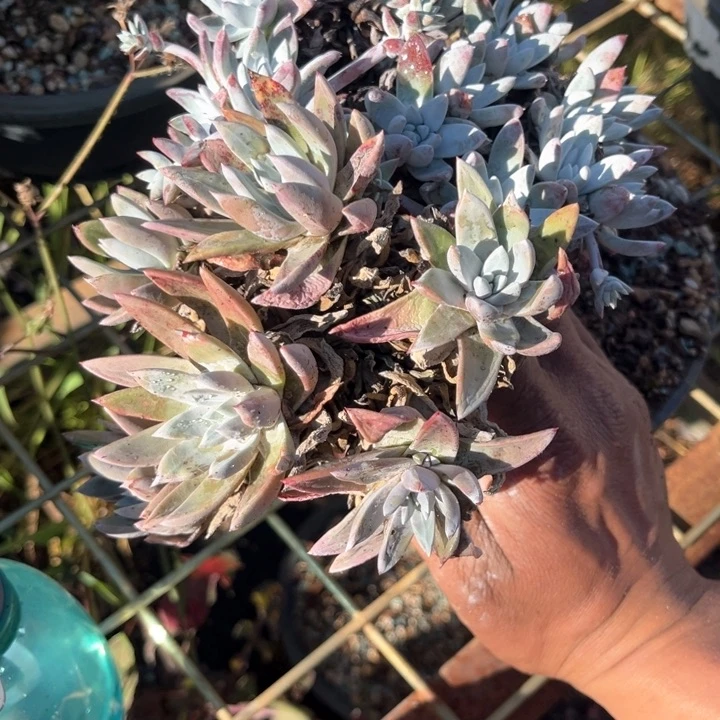 方**正仙女杯多肉植物