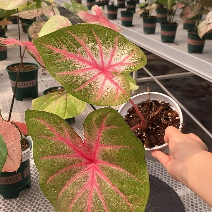 不开花植物红桃公主。1623