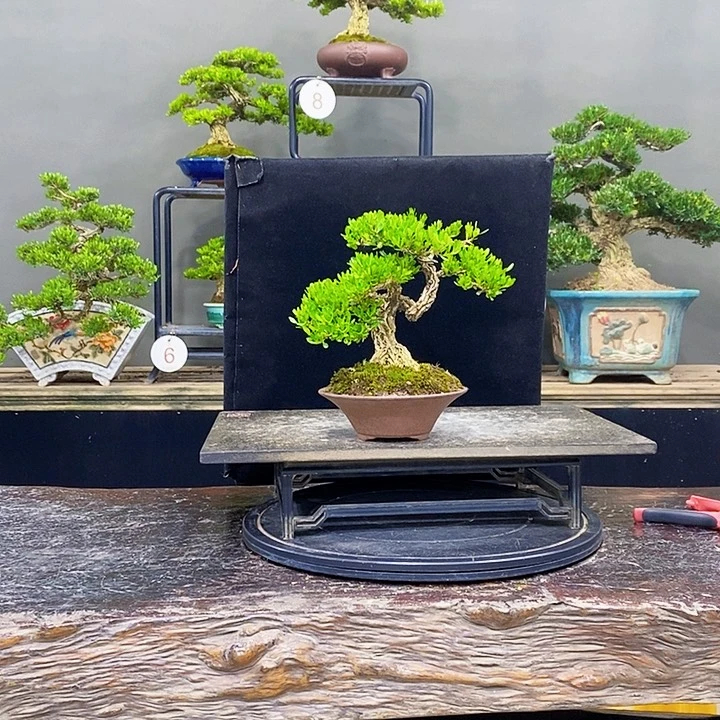 无花朵黄杨盆景四季常青