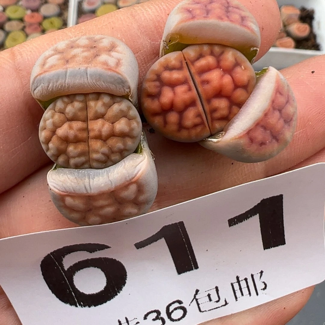 耶*1.20好看的多肉611