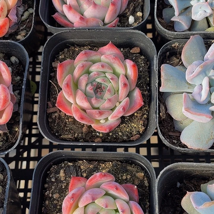 水蜜桃嗲盆土发货