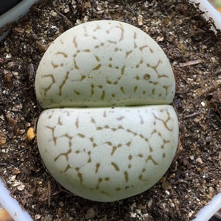 生石花111111。   212