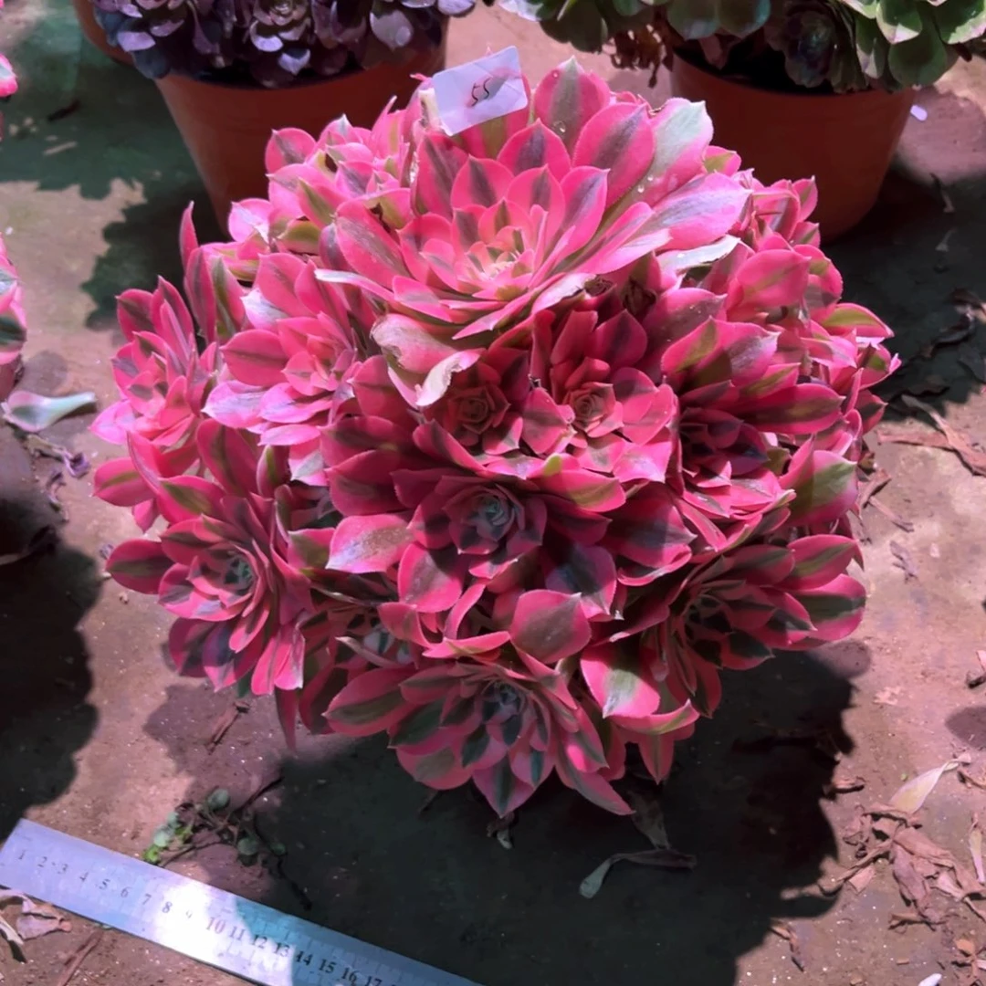 多肉植物女巫055