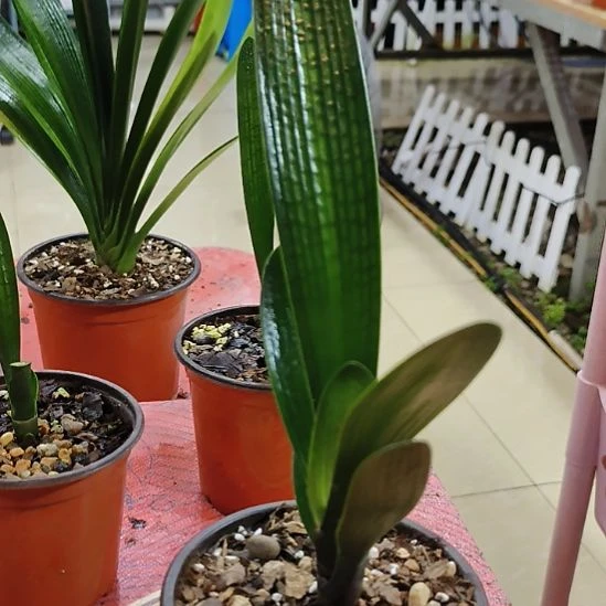 当前无花栽培后可以开花