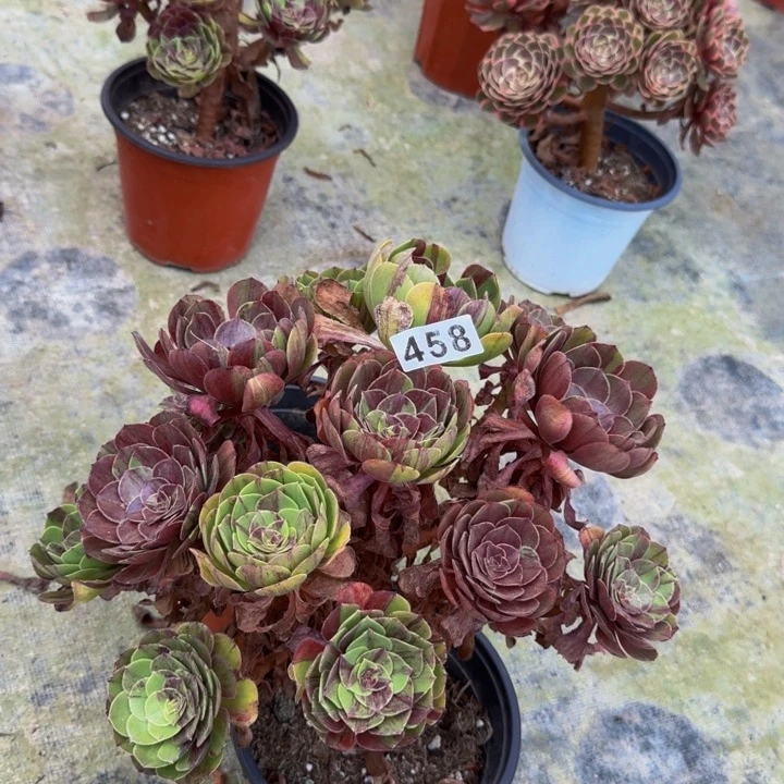 无花朵00000000458花月夜妖桩