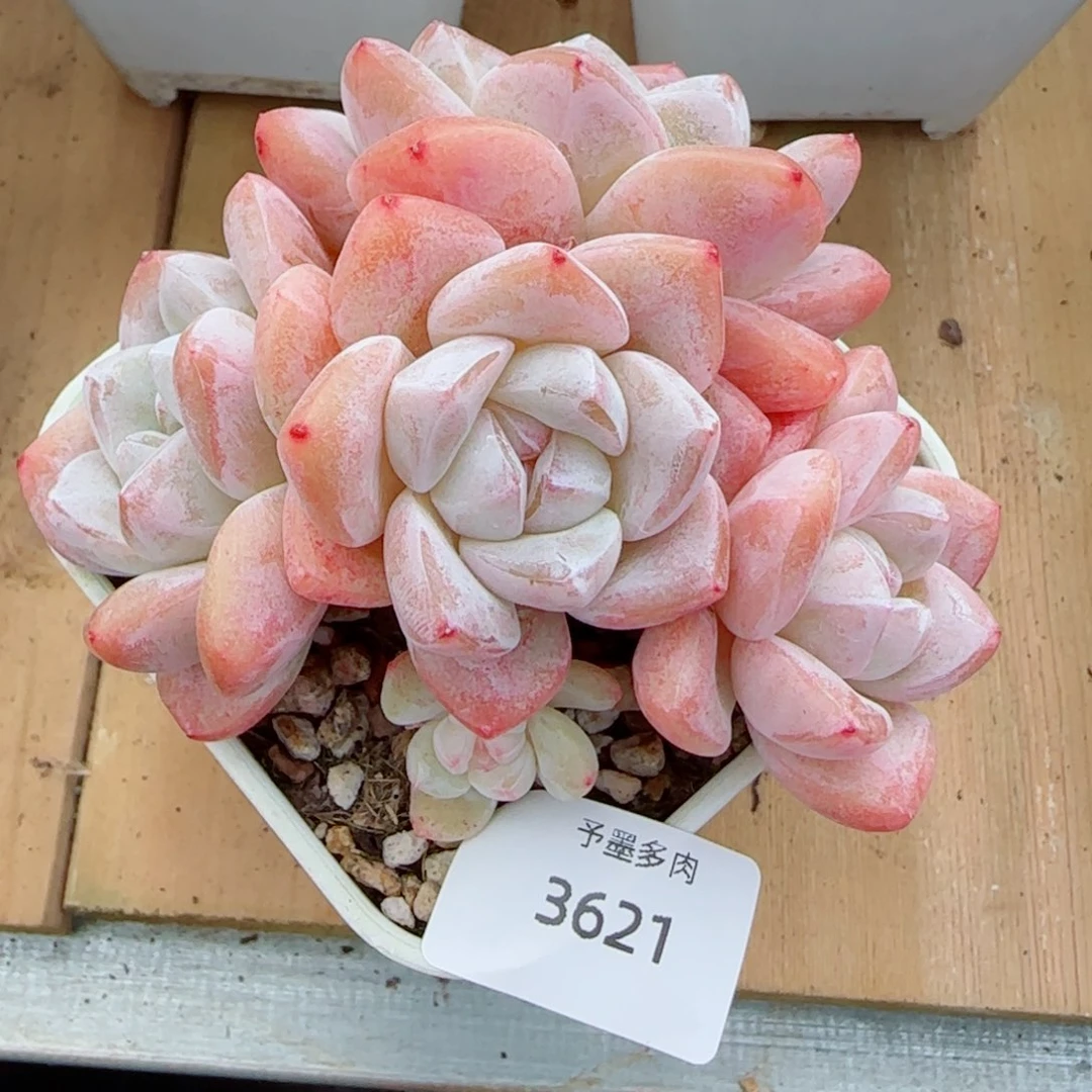 粗桩冰玉，3621多肉植物