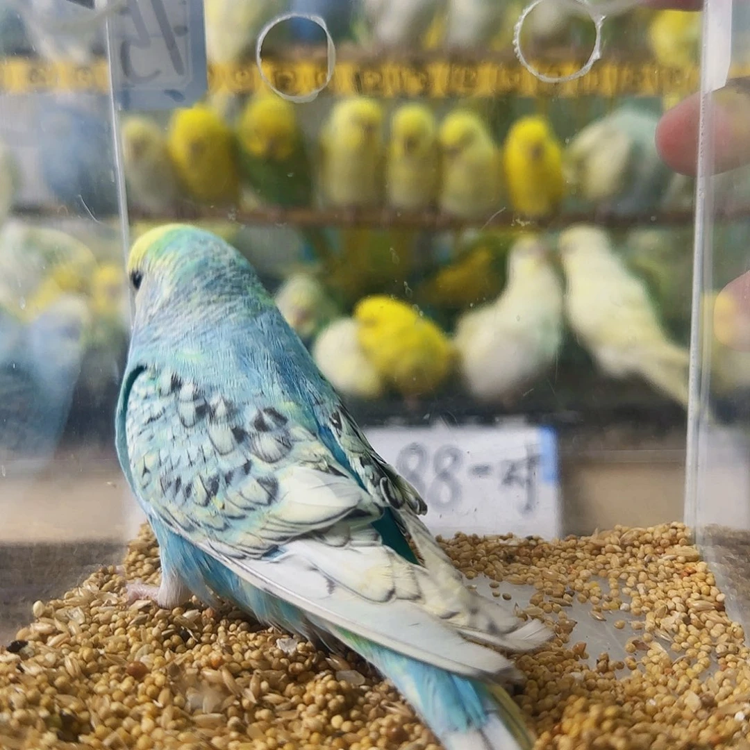 虎皮鹦鹉金彩蓝公