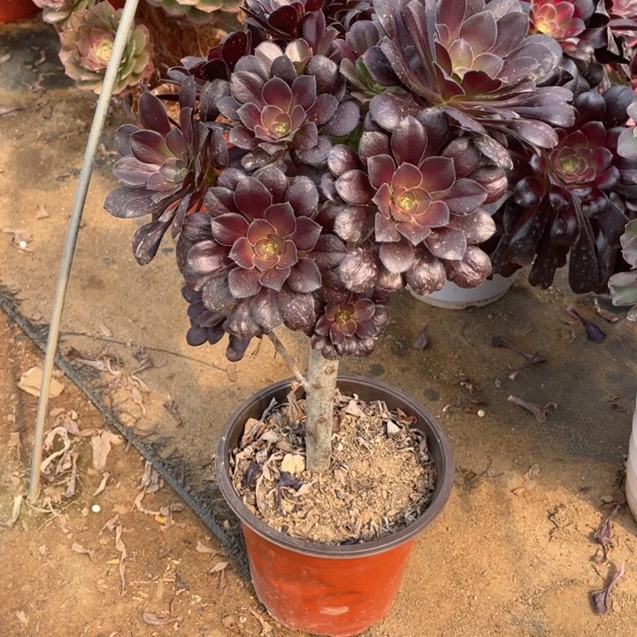 237黑法师法师断枝不售后