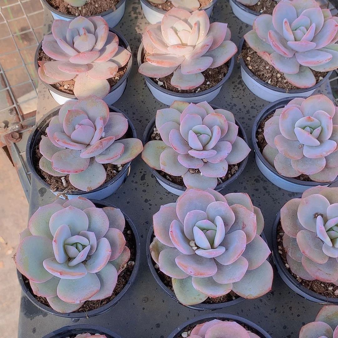 90花盆奶茶234567888990000