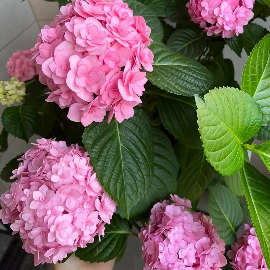 艾薇塔绣球花盆栽庭院阳台花卉植物喜水易养护