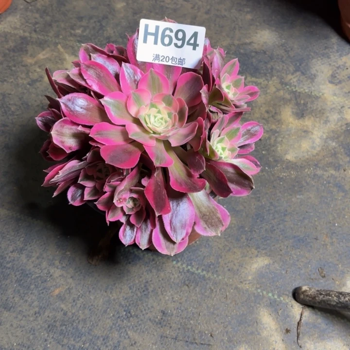 瑞妈，，。。。。694布。。