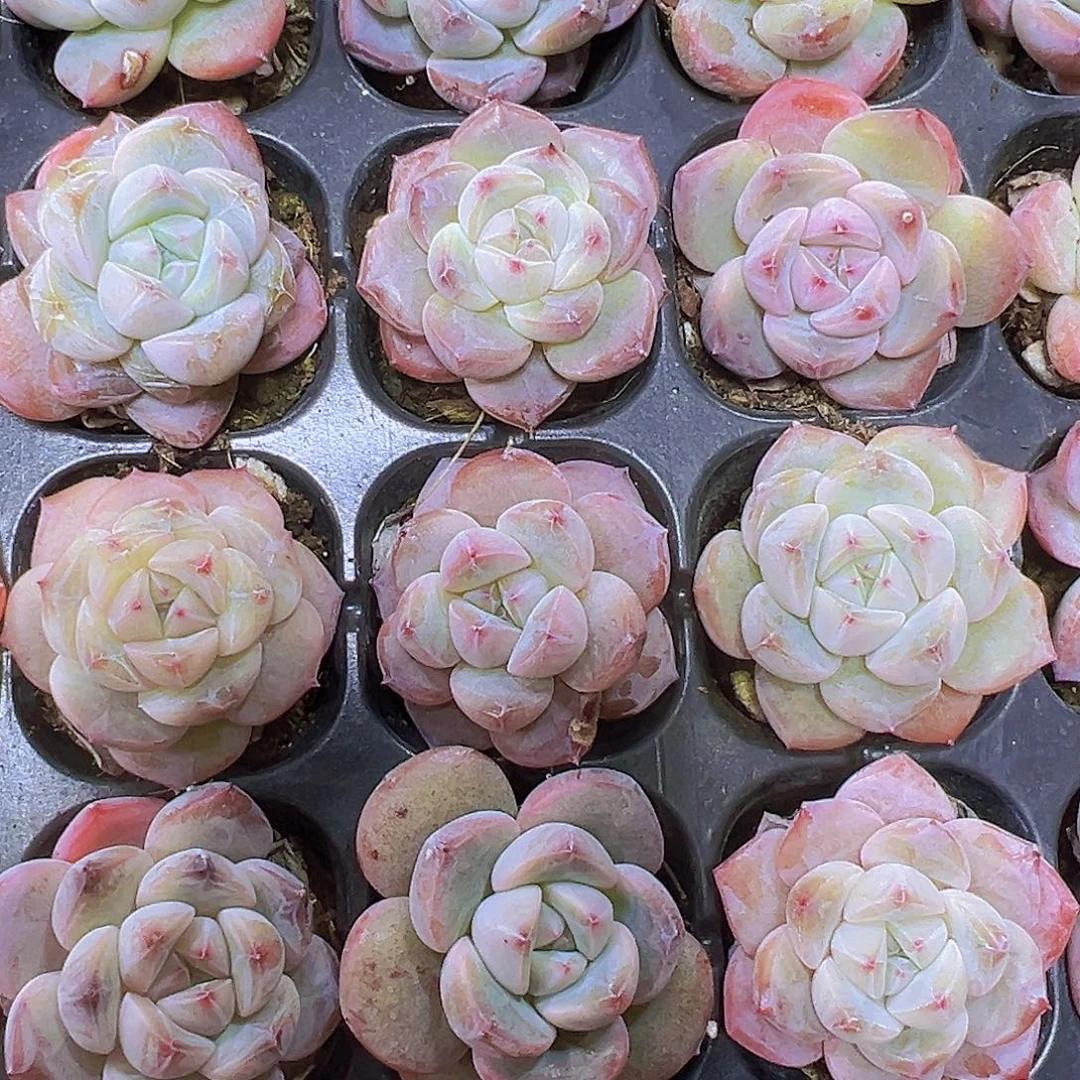 穴盘明月之心5颗19包邮多肉