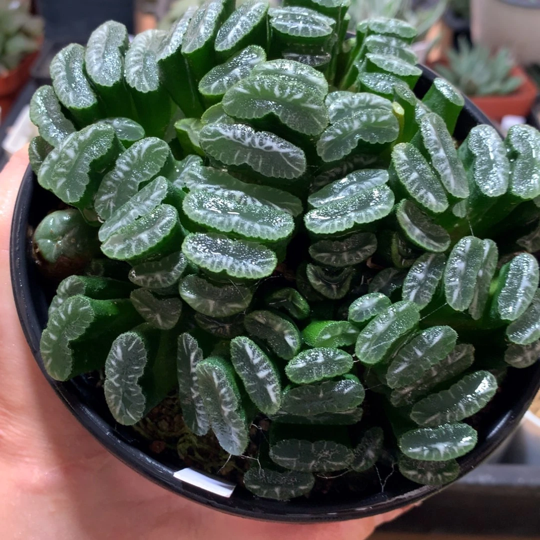 24号群生玉扇一物一拍
