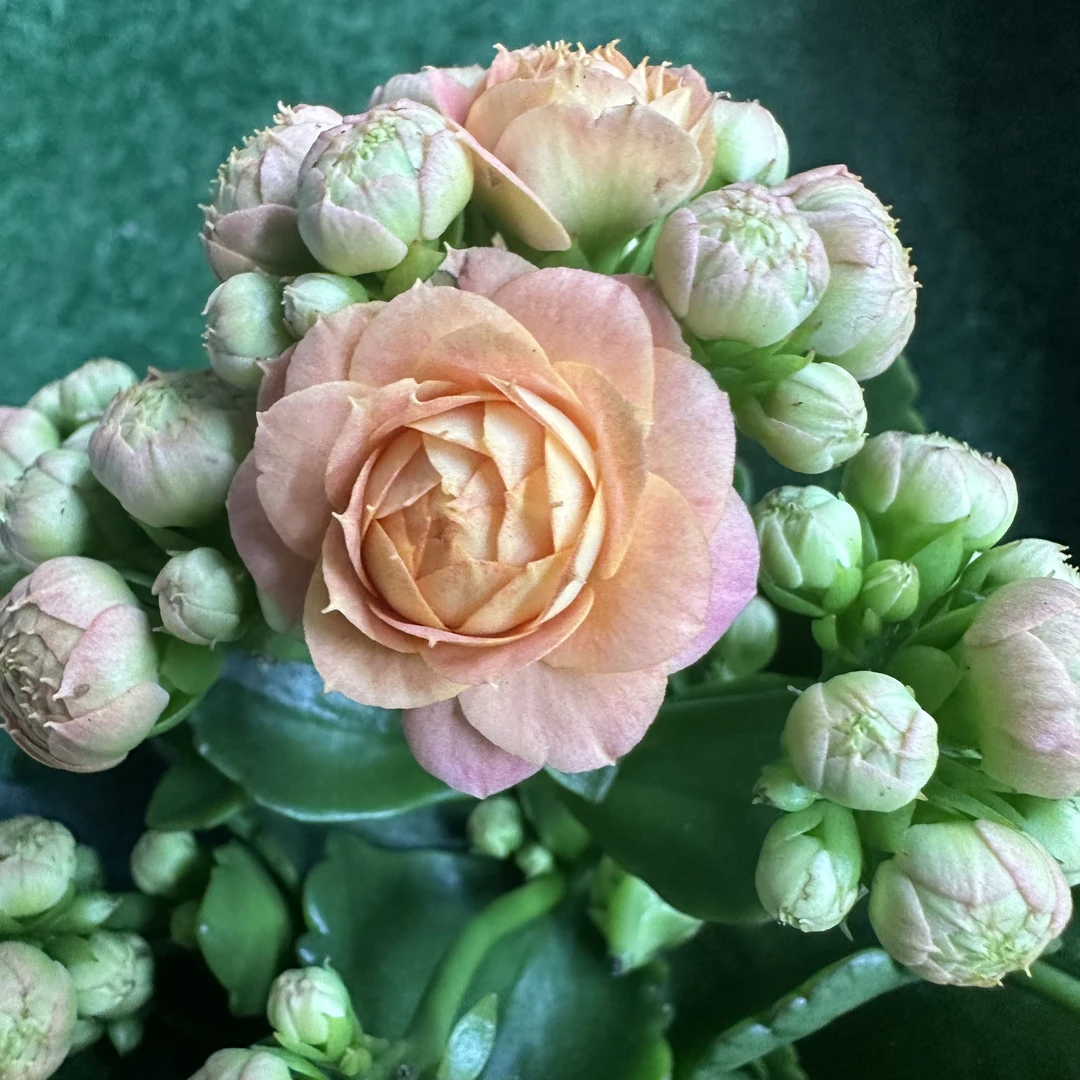 万圣节【100盆】昊景大花重瓣