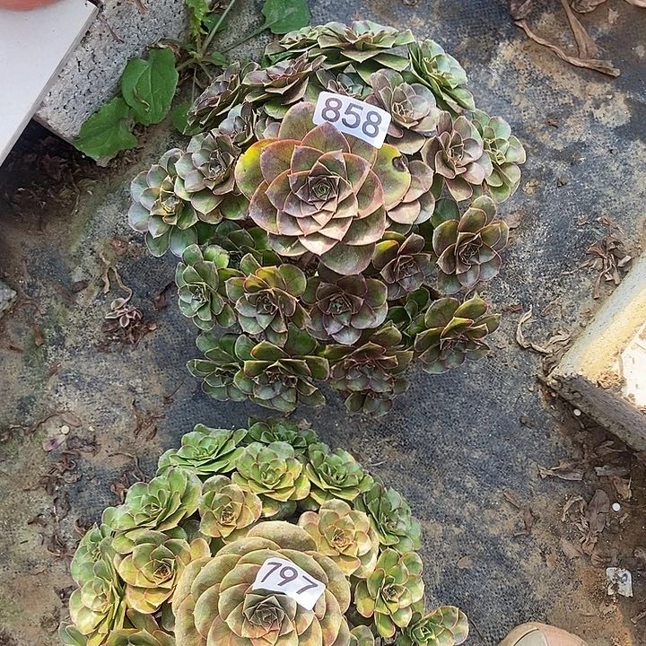 余****！美金玫瑰858多肉不包断