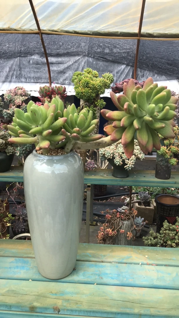 整装无砍老桩金蝉