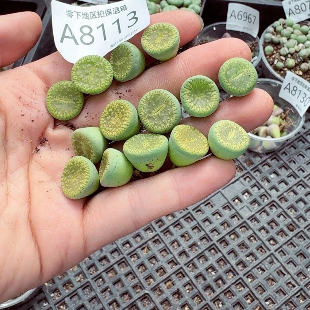 我***。8113-零下地区需拍保温箱