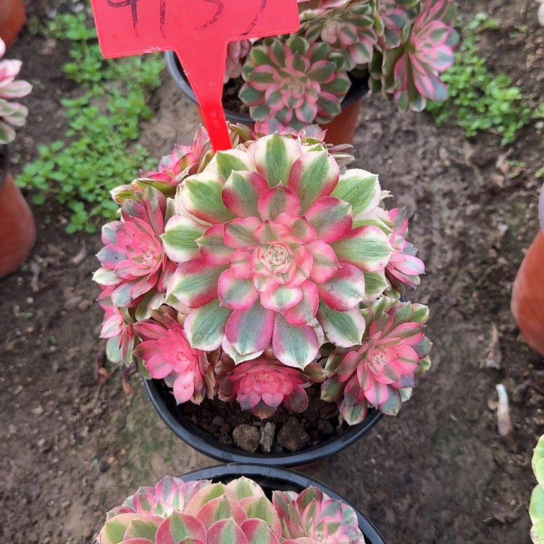 梦***花4133荔枝多肉法师铭文