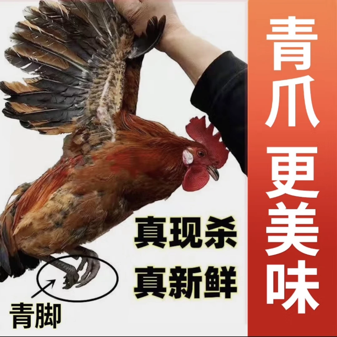 【买一送一】山东沂蒙山黑脚大公鸡，雪山黑公两只净重6斤以上