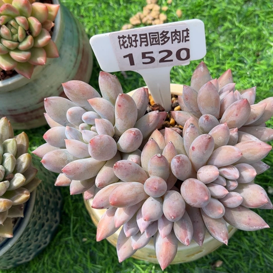 多肉植物1529不带盆