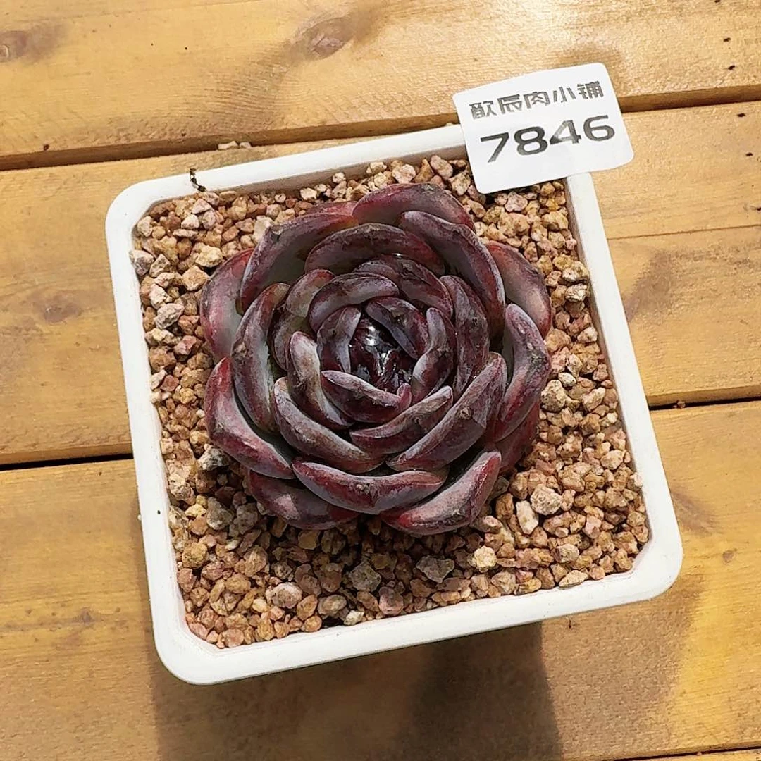 丫****丫多肉植物黑橙7846