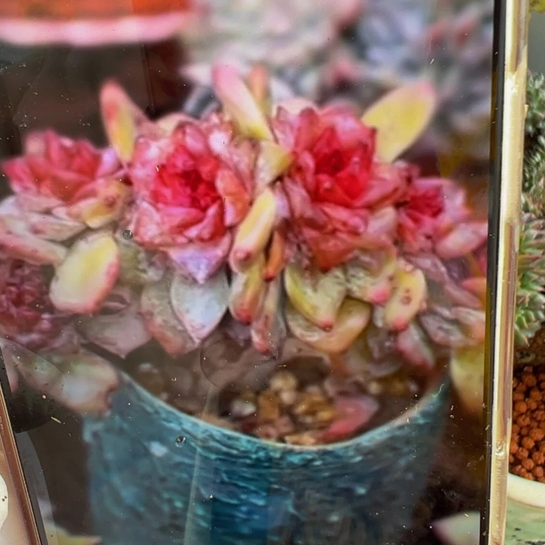 新年快乐 新年快乐 新年快乐