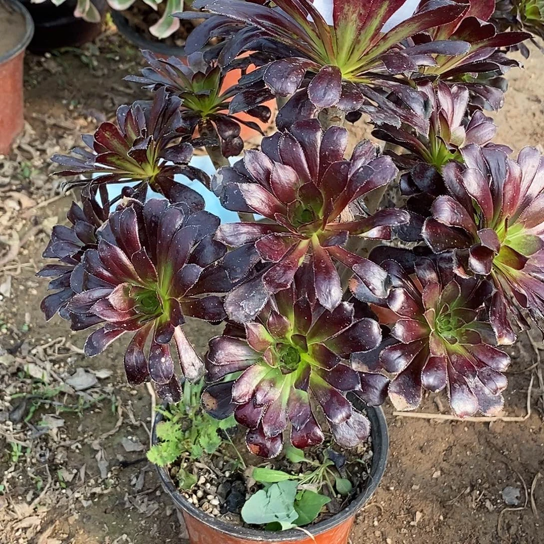 33 多肉植物不包断枝