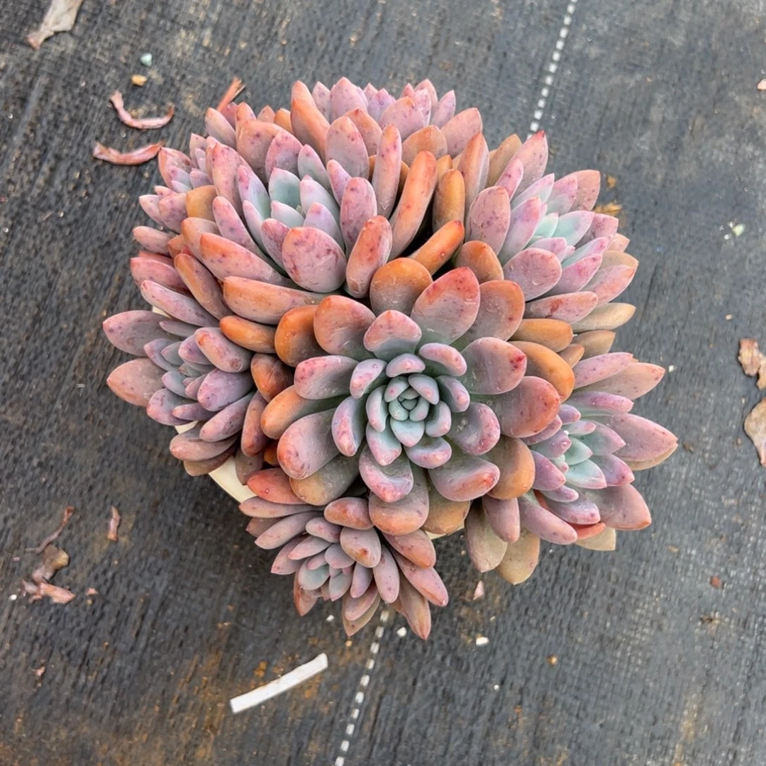 多肉多头奥普琳娜【非偏远满18包邮】