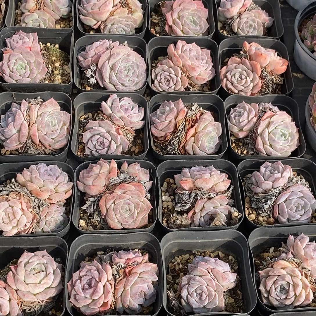 团紫纯爱，福利多多