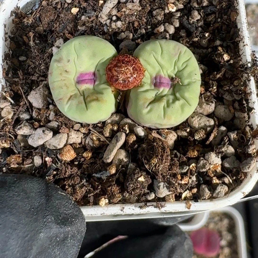 余***空桃喜花园0624-117日系嘴