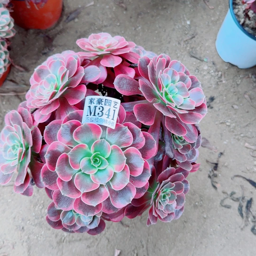 凤冠发师341冠幅25