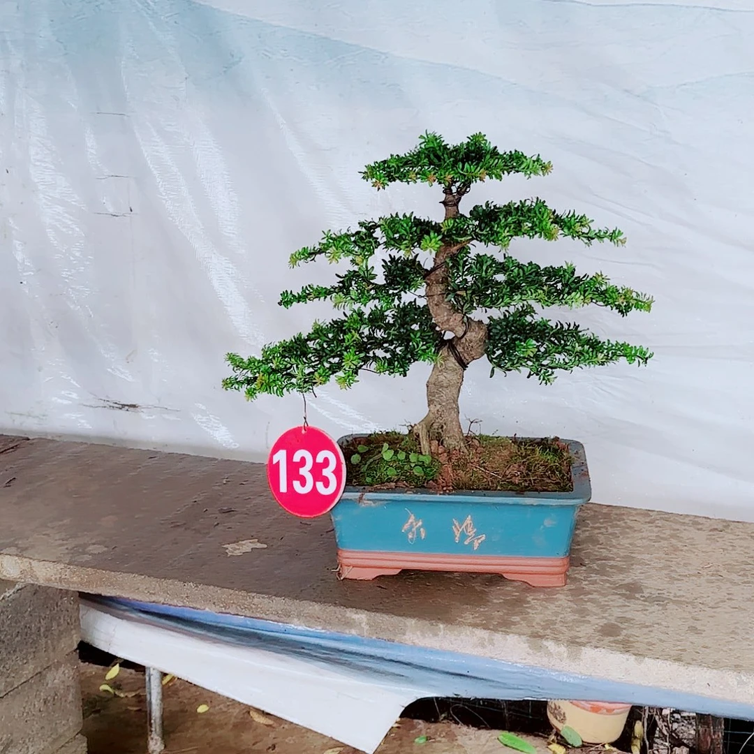 用***3无花朵罗汉松22222222