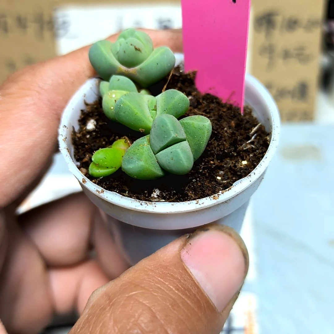 满6元包邮，无比玉三颗小苗87号