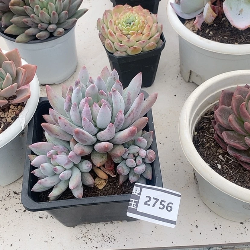 【闪购商品】所罗门2756