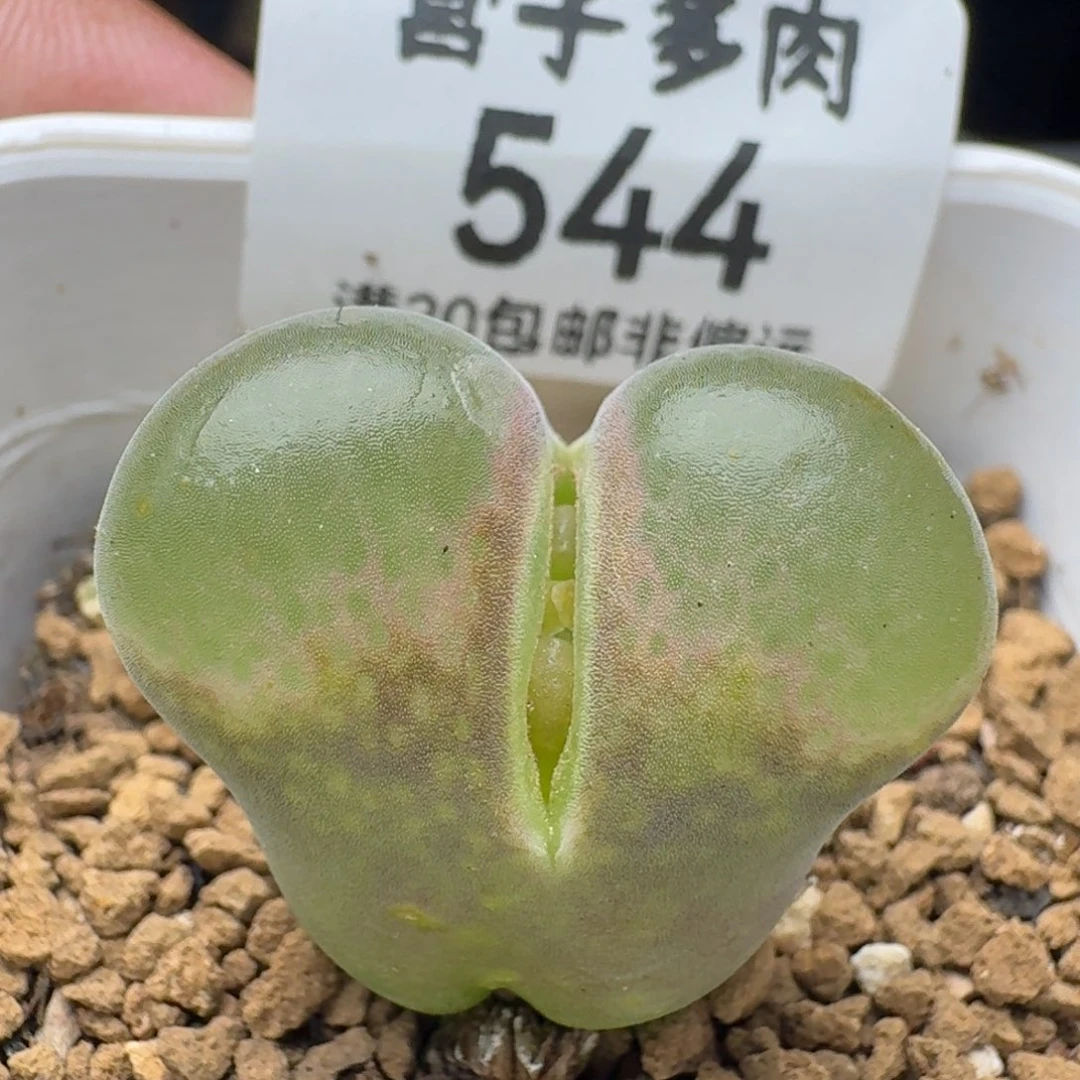 带盆土。