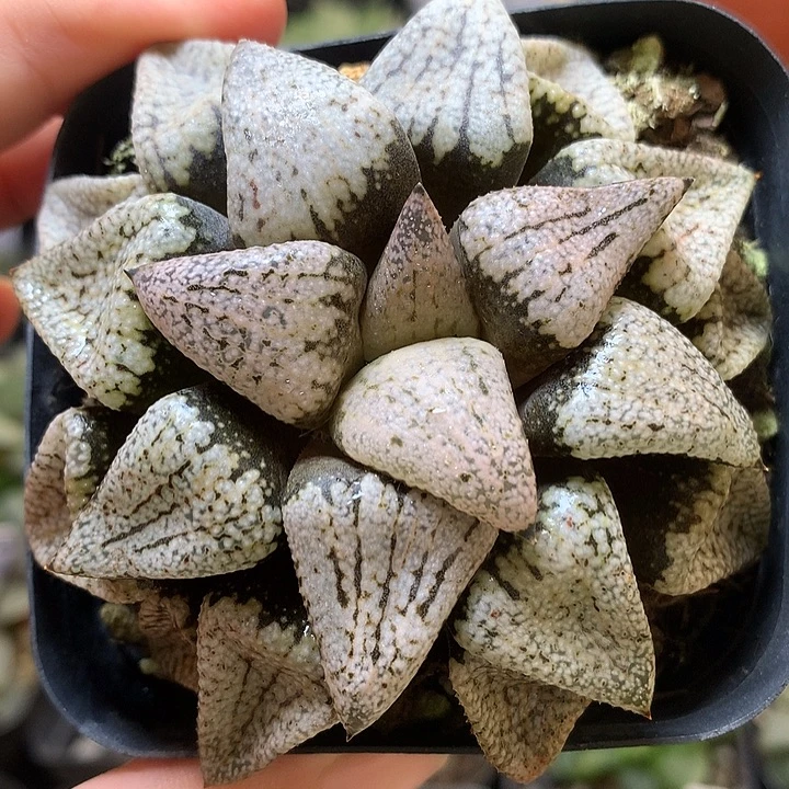 潘多拉白银带盆土发货